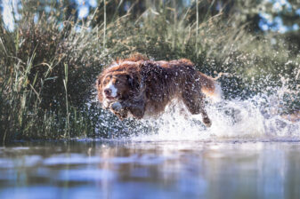 Merlin im Jagdsprung ins Wasser