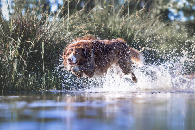 Merlin im Jagdsprung ins Wasser