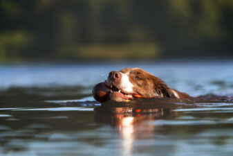 Merlin schwimmend mit Dummi