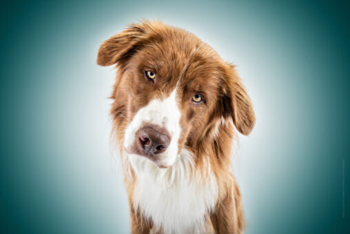 Studio Merlin als Portrait